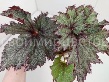Бегония Purple Snow